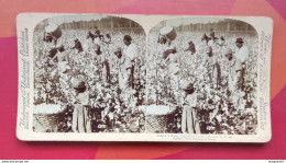 LE COTON EST ROI LA VUE D UNE PLANTATION GEORGIE ETATS UNIS - Stereoscopes - Side-by-side Viewers