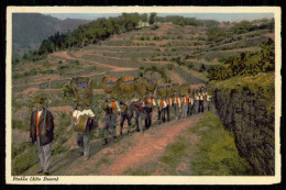 PINHÃO - VINICULTURA-Faina Alegre Do Transporte Das Uvas Vindimadas(Ed.de C.Conseil De Vasconcelos Nº130)carte Postale - Vila Real