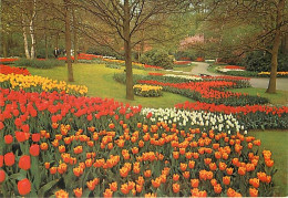 Pays-Bas - Nederland - Lisse - Keukenhof - Fleurs - CPM - Voir Scans Recto-Verso - Lisse