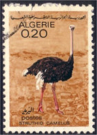 124 Algerie Autruche Ostrich (ALG-53) - Ostriches