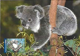 Australia  ** & Postal Stationery, Inte, Postage Pre-Paid, Koala, Phascolarctos Cinereus, 2005 (346188) - Enteros Postales