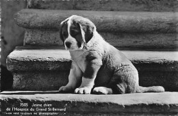 Chiot Chien Du St. Bernard - Bourg-Saint-Pierre 