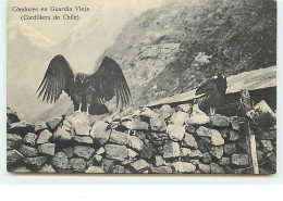 CHILI - Condores En Guardia Vieja (Cordillera De Chile) - Chile