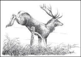 Dessin, Signé / Tekening, Getekend - Cerf, Clôture  / Hert, Hek / Hirsch, Zaun / Deer, Fence - BUZIN - Game