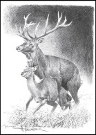 Dessin, Signé / Tekening, Getekend - Cerf Brâme / Bellende Herten / Bellender Hirsch / Belling Deer - BUZIN - Wild