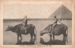 EGYPTE - Cairo - Pyramids And Buffalos On The Nile - Carte Postale Ancienne - Pyramides