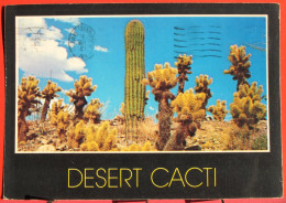 USA - A Group Of Desert Cholla, Saguaro And Barrel Cacti - Otros & Sin Clasificación