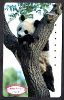 Japan 1V Panda NTT Animal 7 Used Card - Dschungel