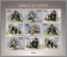 TOGO 2023 MNH Western Gorilla Gorrilas M/S – OFFICIAL ISSUE – DHQ2409 - Gorillas