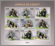 TOGO 2023 MNH Western Gorilla Gorrilas M/S – IMPERFORATED – DHQ2409 - Gorillas