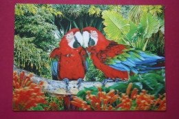 3D -3 D RELIEF - Mallorca - Parrot - Postcard 3D Stereo - Macaw - Stereoskopie