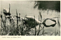 73697166 Kloster Lehnin Familie Schwan Auf Dem See Kloster Lehnin - Lehnin