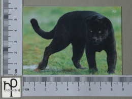 CALENDARS  - ANIMAUX - 2024 - 2 SCANS  - (Nº58392) - Petit Format : 2001-...