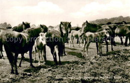 73696019 Duelmen Wildpferde Im Merfelder Bruch Duelmen - Dülmen