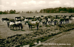 73695505 Duelmen Wildpferde Im Merfelder Bruch Duelmen - Dülmen