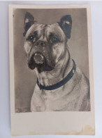 Boxer, Hunde-AK, Foto-AK, Deutschland, 1940 - Chiens