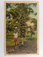Papaya Tree With Fruits, Phillipines, 1930 - Philippines