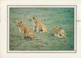 Lionceaux - Leones