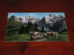 71356-          SCHWEIZ  SUISSE, EICHER, MÖNCH UND JUNGFRAU - KOEIEN / COWS / KÜHE / VACHES - Vaches