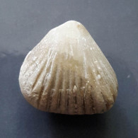 #ACANTHOTHIRIS SPINOSA Fossile, Brachiopoden, Jura (Frankreich) - Fossils