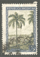 144 Argentina Palm Tree Cocotier (ARG-250) - Trees