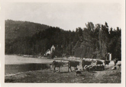 R - PETITE PHOTO FORMAT 8.8 X 6.4 - ARDECHE - LAC D'ISSARLES - TROUPEAU SUR LES BORDS DU LAC - Non Classificati