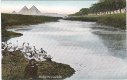 EG032 GIZEH - VUE SUR LES PYRAMIDES, PRISE DU BORD DE L'EAU - FILLE ASSISE A CÔTE D'OIES - Guiza