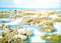 1-3-2025 (1 Y 35) Australia - QLD - Coral Reef Near Cairns (UNESCO) - Cairns