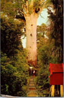 1-3-2025 (1 Y 39) New Zealand - Kauri Forest (tree) - Nouvelle-Zélande