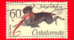 CECOSLOVACCHIA - Usato - 1965 - Giornate Mondiale Della Cinofilia, Cecoslovacchia - Cani - (Canis Lupus Familiaris) - 60 - Used Stamps