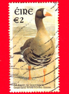 IRLANDA - EIRE - Usato - 2002 - Uccelli - Oca Dalla Fronte Bianca Della Groenla (Anser Albifrons Flavirostris) - 2 - Gebraucht