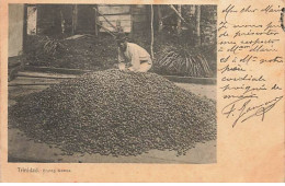 Antilles - Trinidad - Drying Cocoa - Trinidad
