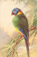 ANIMAUX - Un Perroquet Multicolore - Colorisé - Carte Postale Ancienne - Uccelli