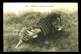 625 - TONKIN - Tigre Surpris à L'affut (Trés Beau Plan) - Tigers