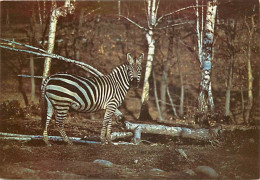 Animaux - Zèbres - Zoo Safari Del Laggo Maggiore - Statale Arona-Novara - CPM - Carte Neuve - Voir Scans Recto-Verso - Zebre