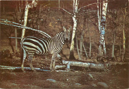 Animaux - Zèbres - Zoo Safari Del Laggo Maggiore - Statale Arona-Novara - CPM - Carte Neuve - Voir Scans Recto-Verso - Zebra's