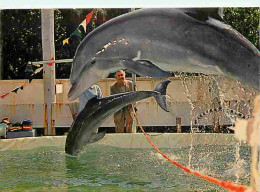 Animaux - Dauphins - CPM - Voir Scans Recto-Verso - Delfines