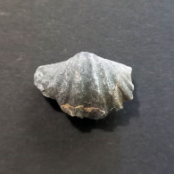 #ARDUSPIRIFER ARDUENNENSIS ANTECEDENS Fossile, Brachiopoden, Devon (Belgien) - Fossili