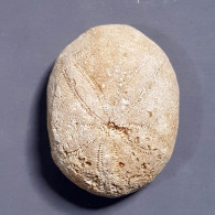 #ECHINOLAMPAS OVALIS Selten Seeigel Sea Urchin Fossile Eozän (Frankreich) - Fossilien