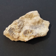 #DAVIDSONIA VERNEUILII Fossile, Brachiopoden Devon (Deutschland) - Fossili