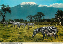 Animaux - Zèbres - Zèbre De Grant - Mont Kilimandjaro - CPM - Voir Scans Recto-Verso - Cebras