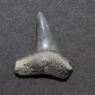 #BR04 SPHYRNA MEDIA Haifisch-Zähne Fossil, Miozän (Brasilien) - Fósiles