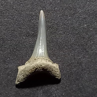 #GER09 CARCHARIAS ACUTISSIMA Haifisch-Zähne Fossil, Miozän (Deutschland) - Fossilien