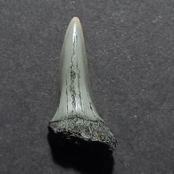 #IT03 POROTODUS BENEDENI Haifisch-Zähne Fossil, Pliozän (Italien) - Fossilien