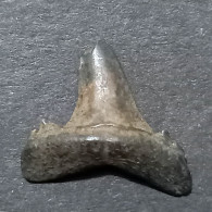 #US01 ODONTASPIS ACULEATUS Haifisch-Zähne Fossile Kreide (Vereinigte Staaten, USA) - Fossili