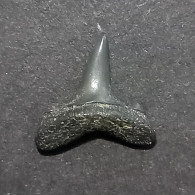 #US16 JAECKELOTODUS TRIGONALIS Haifisch Zähne Fossile Eozän (USA, Vereinigte Staaten) - Fossili