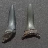#US17 STRIATOLAMIA STRIATA Haifisch-Zähne Fossile Eozän (USA, Vereinigte Staaten) - Fósiles
