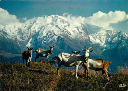 Animaux - Chèvres - Dans Les Alpages - Les Dômes De Miage 3673 M - CPM - Voir Scans Recto-Verso - Other & Unclassified