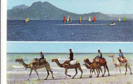 Tunisia, Côte, Coast, Camel, Used 1984 - Tunisia