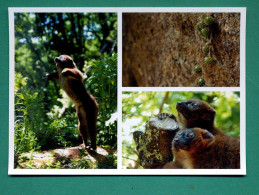 24 Calviac En Perigord Reserve Zoologique Lémurs A Ventre Roux - Other & Unclassified